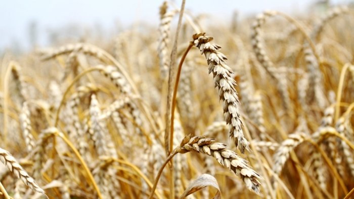 На Кубани урожай пшеницы в 2021 году вырос на 29%