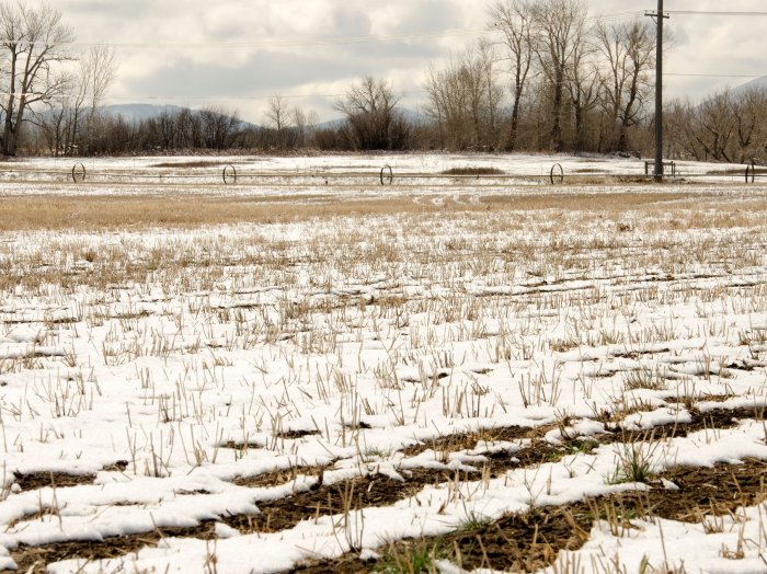 У аграриев Республики Марий Эл состояние озимых не вызывает опасений