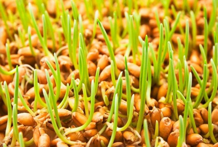 Итоги работы на рынке зерна и муки в первой половине 2020-го года. Мнение эксперта АльянсГрупп