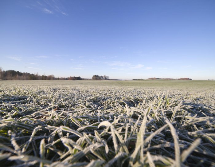 Министерство сельского хозяйства Нижегородской области не зафиксировало гибель культур из-за холодов в мае