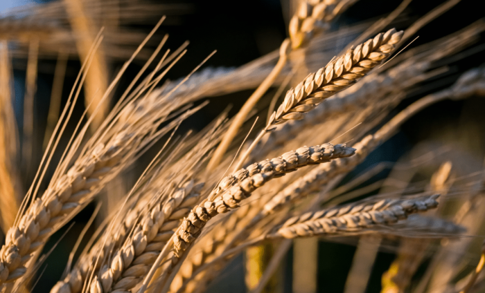 Все о пшенице - одной из самых востребованных культур для производства муки