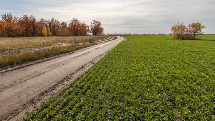 В Чувашии озимая пшеница дала хорошие всходы осенью 2022 года