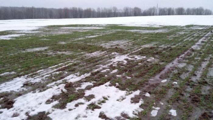 Гибель озимых в Нижегородской области прогнозируется на уровне 5%