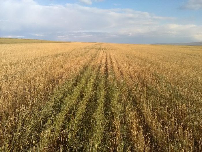 В Республике Татарстан ввели режим ЧС для аграриев из-за плохой погоды