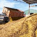 Продажа зерна и отрубей оптом Продажа зерна и отрубей оптом